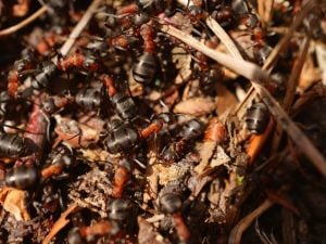 myrms ant nest - Formica rufa