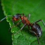 ants in the uk