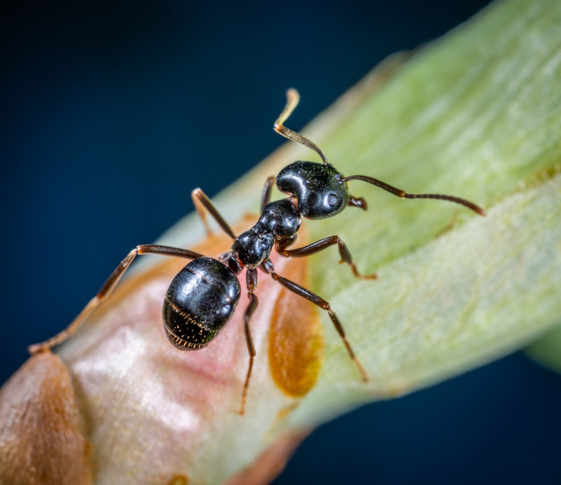 Information about species of ant in britain myrm s ant nest