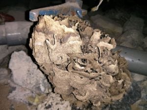 ant nests uk - Lasius fuliginosus