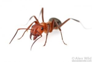 species of ant - Formica rubicunda