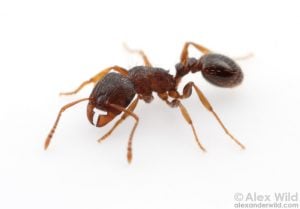 Tetramorium
