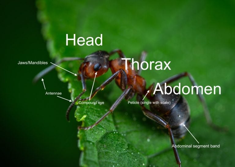 myrms ant nest - label ant