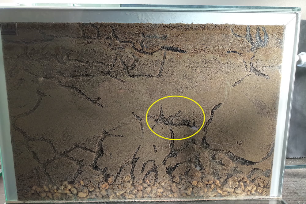 captive ant colony journals - Lasiu umbratus new nest
