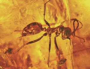 evolution in ants Sphecomyrma