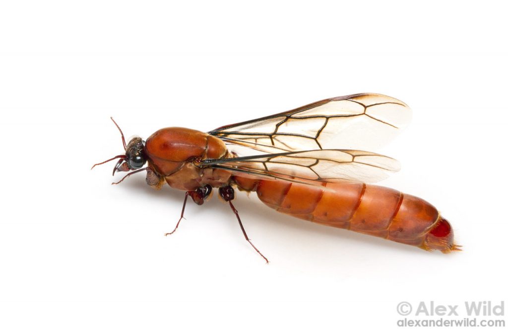 army ants - male