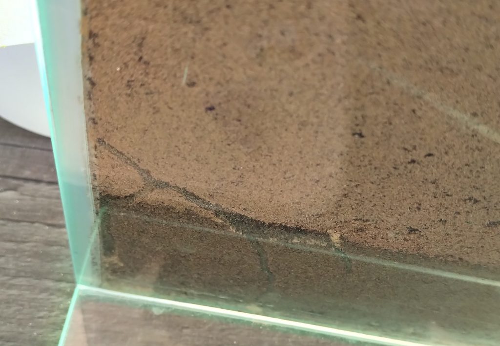 Lasius niger nest building